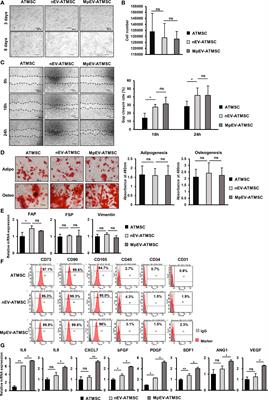 Extracellular vesicles derived from SARS-CoV-2 M-protein-induced triple negative breast cancer cells promoted the ability of tissue stem cells supporting cancer progression